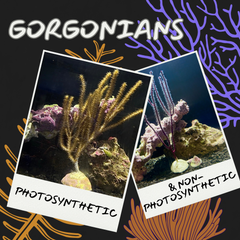 Collection image for: Gorgonians