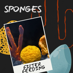 Collection image for: Sponges