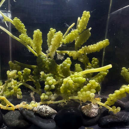 Green Grape Caulerpa