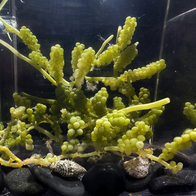 Green Grape Caulerpa