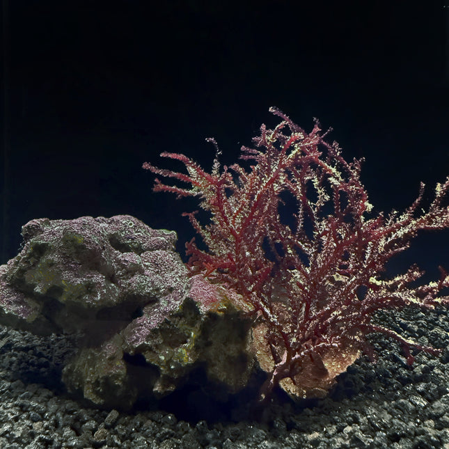 Red Razor Algae