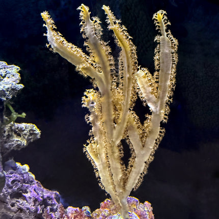 Groove Blade Gorgonian
