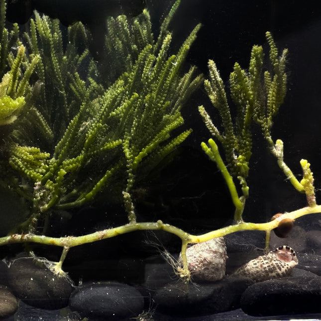 Cactus / Zipper Caulerpa