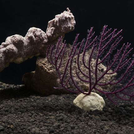 Purple Sea Fan Gorgonian