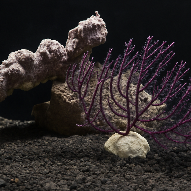 Purple Sea Fan Gorgonian