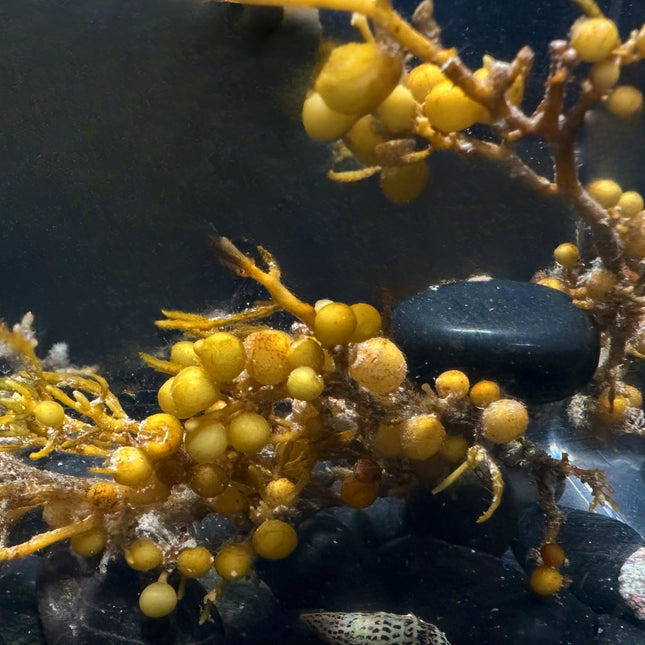Sargassum
