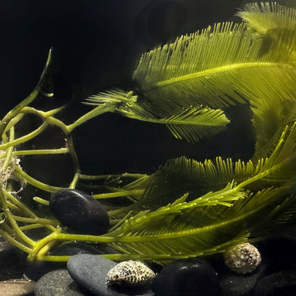 Giant Feather/Fern Caulerpa