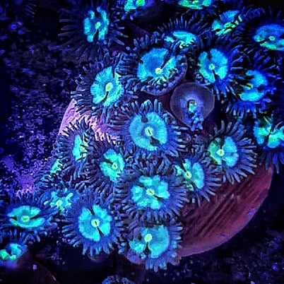 Keys Lime Pie Zoas