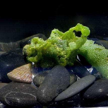 Snakeskin Bubble Algae Imposter