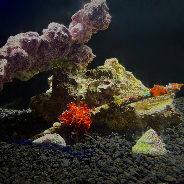 Gorg Skeleton Petals