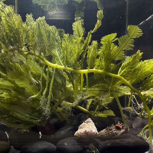 Feather Caulerpa
