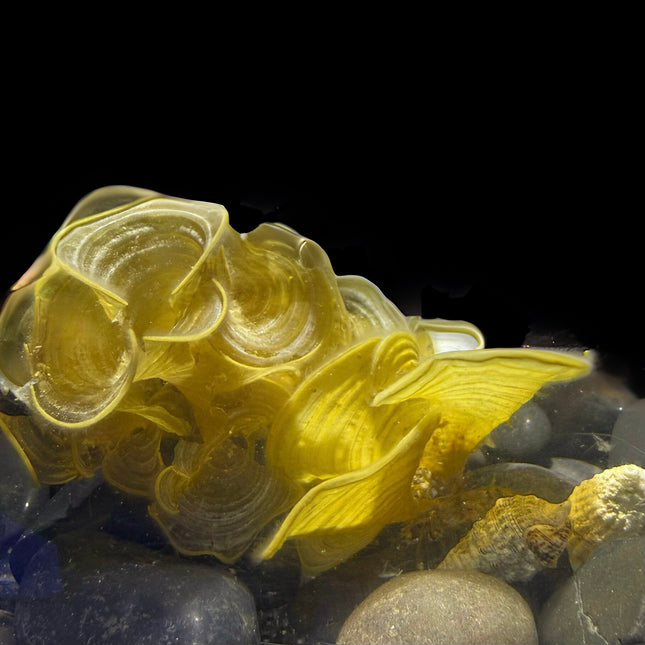 Ribbon Potato / Scroll Algae