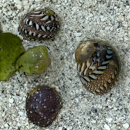 Virgin Nerite Snail