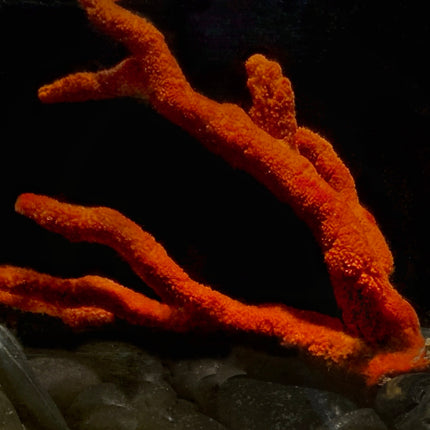 Red Tree Sponge