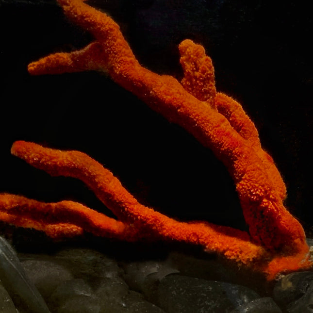 Red Tree Sponge