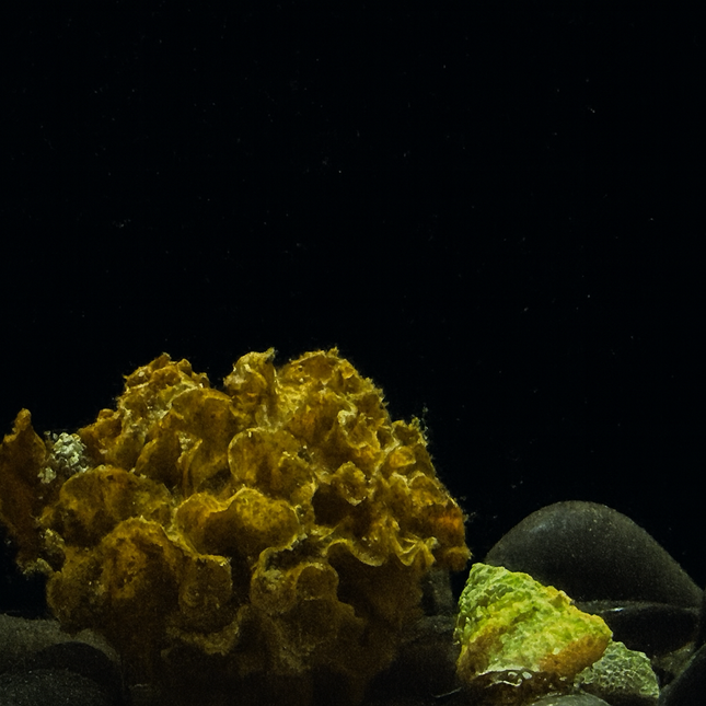 Wafer Algae