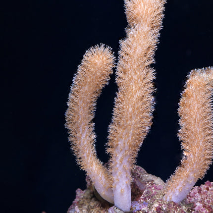 Corky Finger Gorgonian