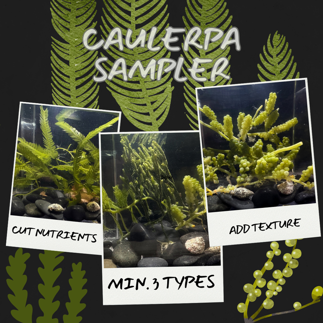 Mixed Caleurpa Sampler