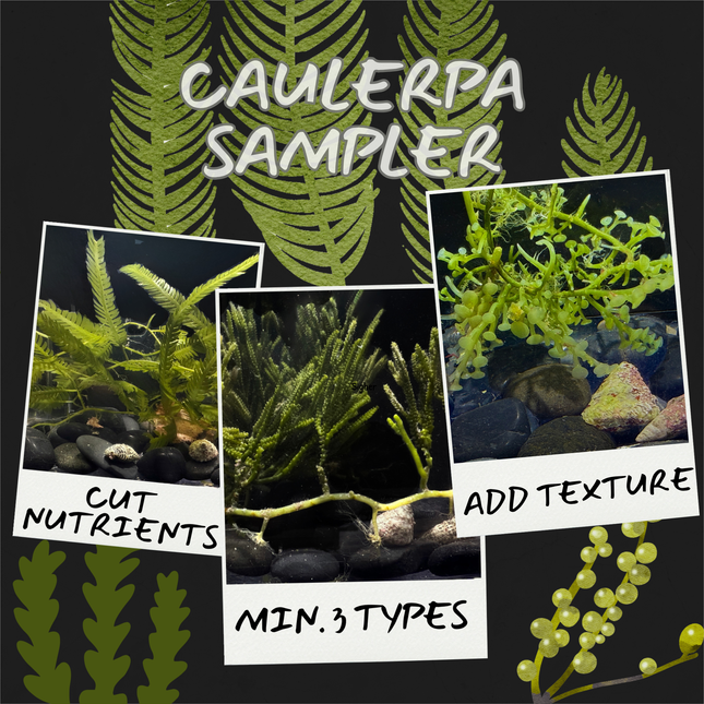 Mixed Caleurpa Sampler
