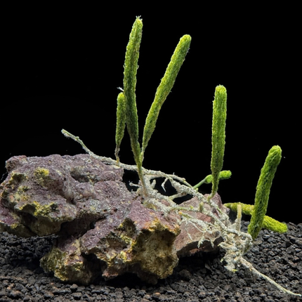 Caulerpa languinosa Cattail Caulerpa on black background and rock