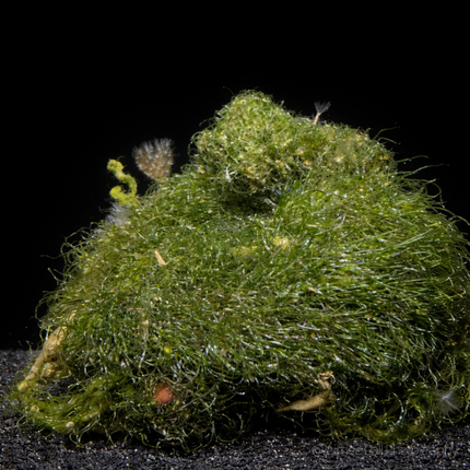 Chaeto Chaetomorpha algae on black backround and sand.