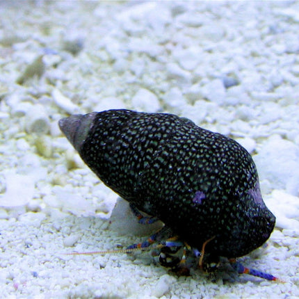 Blue Leg Hermit Crab