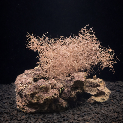 Coralline Algae: Fuzzy Tufted