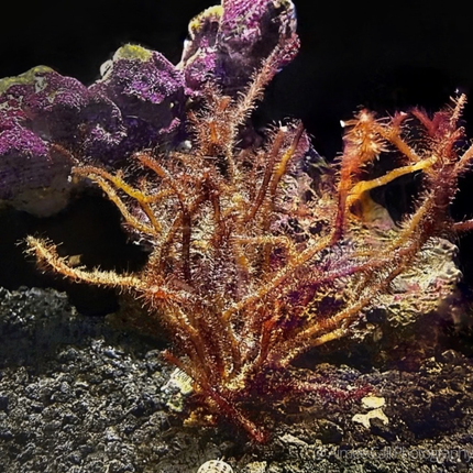 Digenea simplex Red Seabroom Red wiry algae on black rock