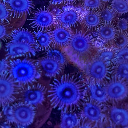 Keys Pelagic Blue Zoas