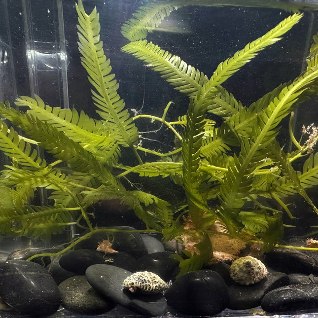 Fern Caulerpa