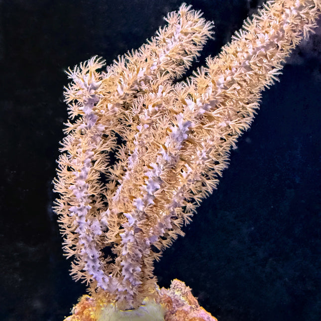 Tan Candelabra Gorgonian