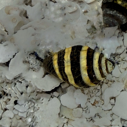Engina mendicaria Bumblebee Snail on Sandy Rocks