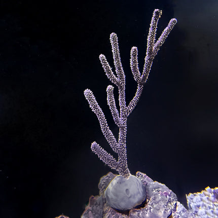 Black/Golden Sea Rod