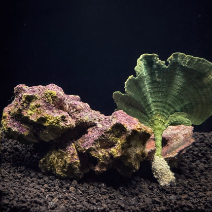 Mermaid’s Fan Stem Plant