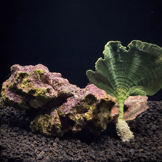 Mermaid’s Fan Stem Plant