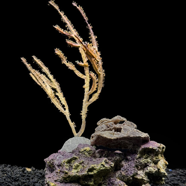 Green Lace Gorgonian