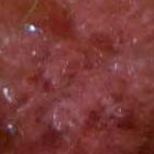 Flamingo Feather Algae