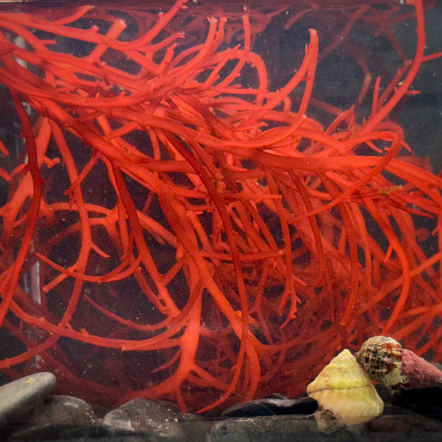Red Gracilaria (Ogo)