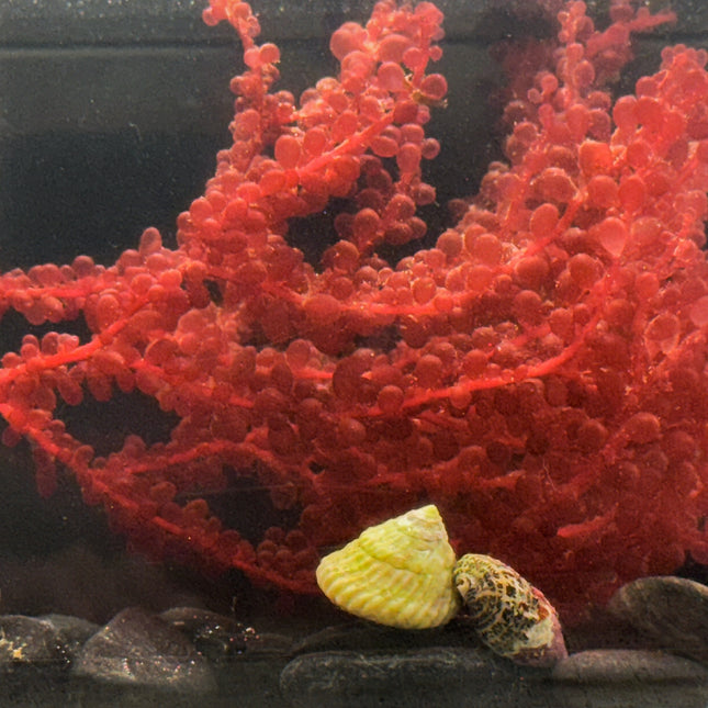Red Grape Algae
