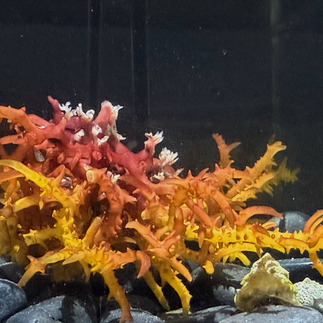 Spiny Eucheuma
