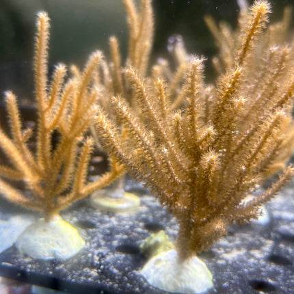 Tan / Orange Spiny Sea Rod