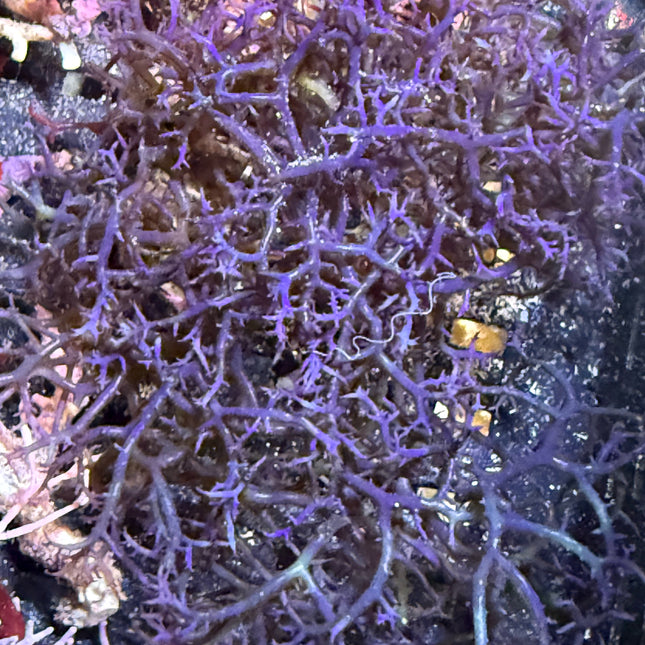 Blue Hypnea