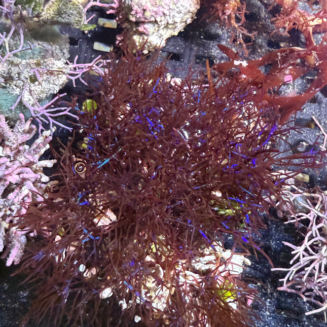 Coelothrix / Pink Fuzzy Algae