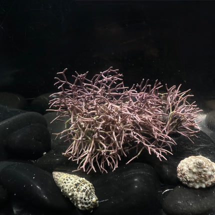 Coralline Algae - Fine Branched