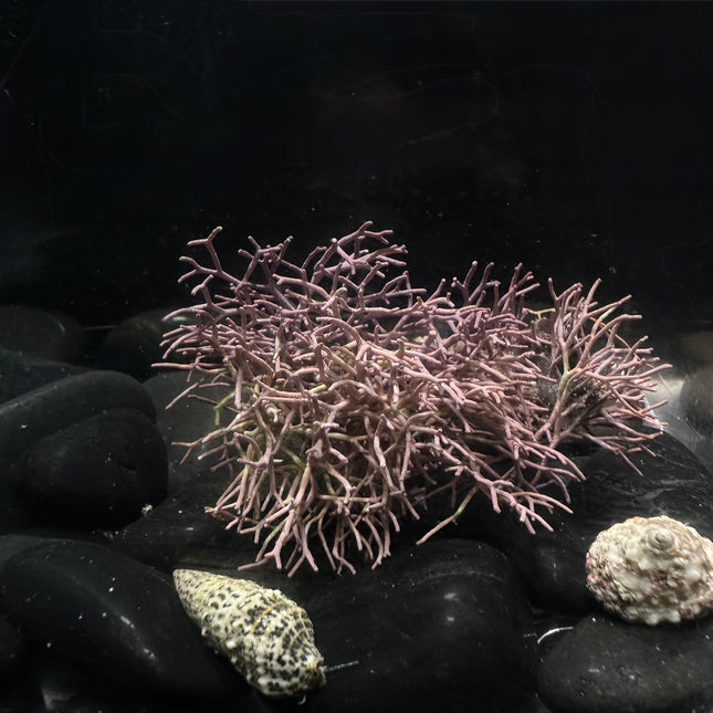 Coralline Algae - Fine Branched