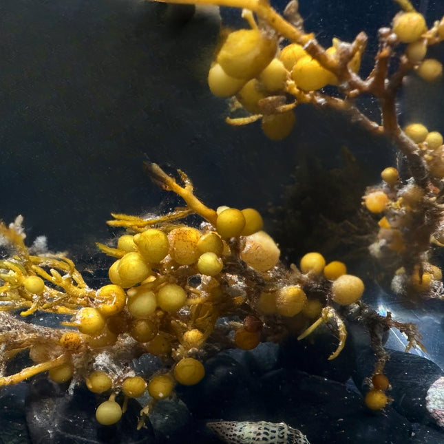 Sargassum