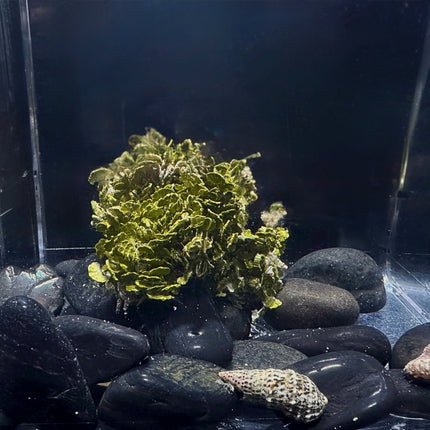 Creeping Halimeda