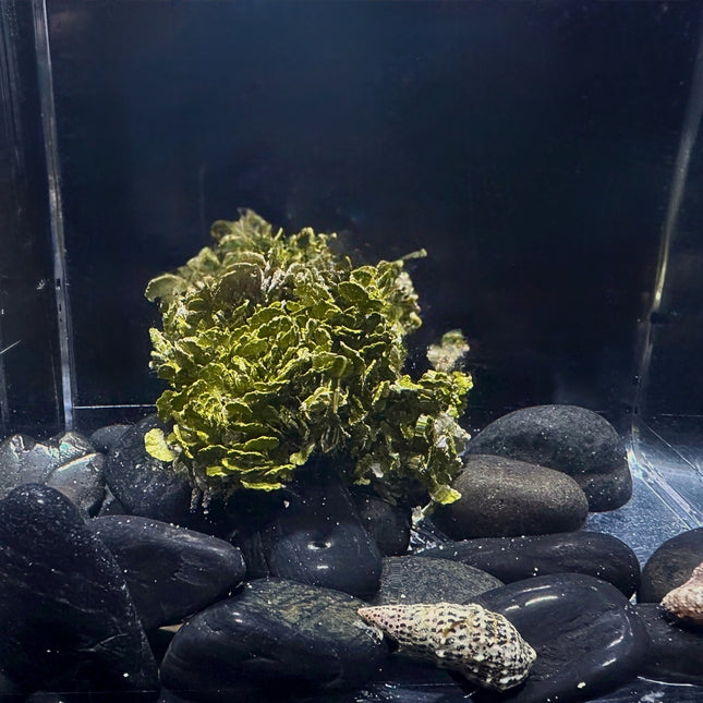 Creeping Halimeda