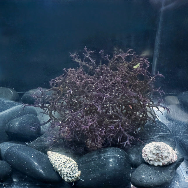 Blue Hypnea