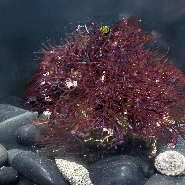 Coelothrix / Pink Fuzzy Algae
